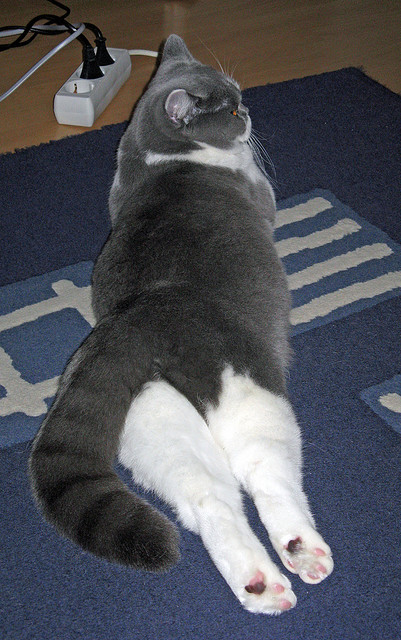 开云体育在线下载-全民健身公共服务满意度年度调查报告，2020年全民健身活动状况调查问卷