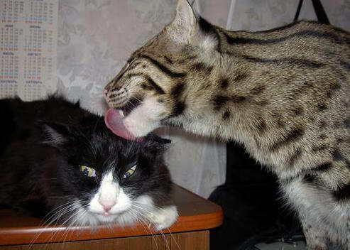 青少年体育活动参与动机及其变化研究,参与体育活动的动机因素有哪些