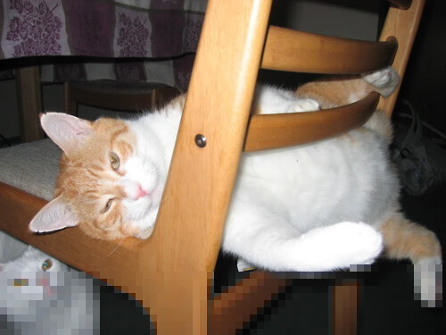 开云体育官网登入-女子仰泳再演三国杀 麦基翁小胜史密斯