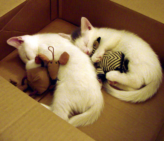 体育企业参与篮球公益计划赞助乡村学校训练装备，篮球公益营销策划方案