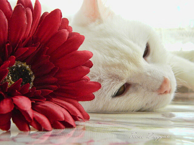 女篮新秀荣获月度最佳展现稳定表现赢得外界高度认可,女蓝新星