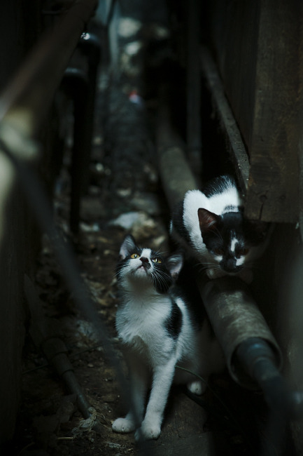 开云体育app-CBA是否尝试设立俱乐部运营创新实验室，cba俱乐部投入