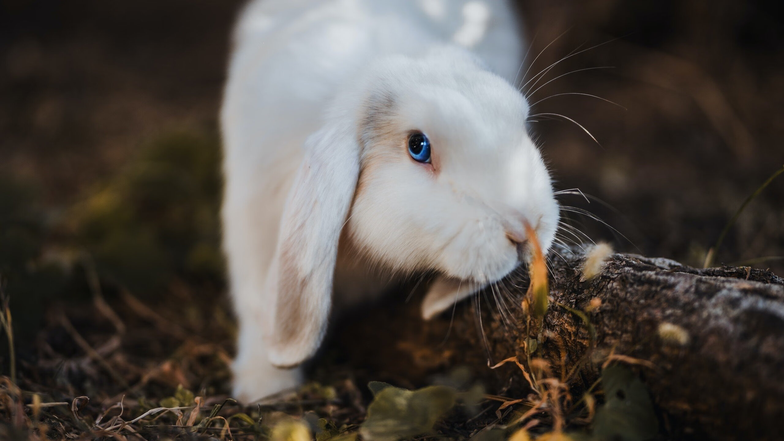 上海青训领跑U17赛场 辽宁北京面临挑战，上海男篮青训